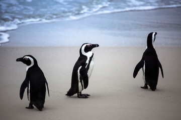 Penguins on the beach in Cape Town