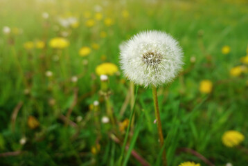 dandelion white on a green background
