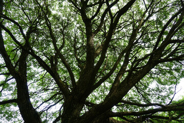 tree branches against the background of foliage against the sun