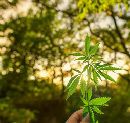 A branch of hemp bush close-up. Shrub young hemp on a bright summer day.