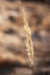 Dry grass flower in the meadow. The background is nice bokeh.