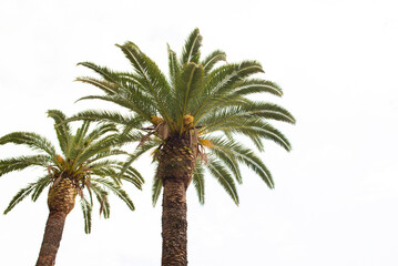 green palm trees in summer, bottom view in summer