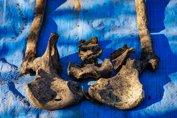 Human remains on blue burlap. Archaeological excavations of forensic bones for examination. Background