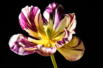 tulip close-up, one flower on a black background, yellow and purple petals, studio shot.