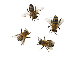 Honey bee, Apis mellifera, isolated on white background, top view of four european bees, macro...
