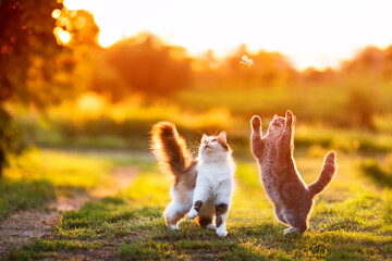 cute fluffy cat friends catch a flying butterfly with their paws on a sunny summer meadow