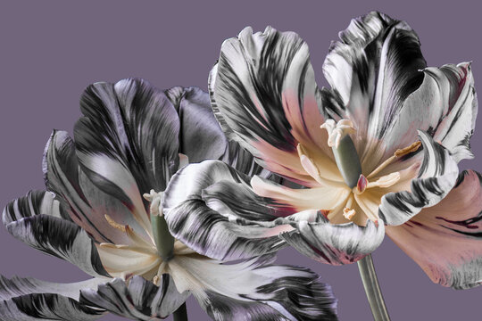 varietal tulips with striped petals, white and black stripes on the buds, studio shot.