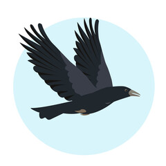 Raven bird flying in blue sky. Black raven icon. Vector flat or cartoon illustration for Nature and wildlife, birdwatching and ornithology design.