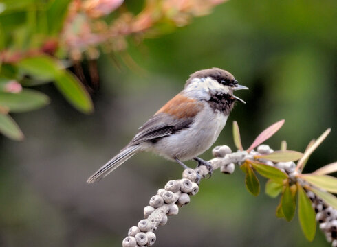 A Sora bird, (Porzana carolina) sometimes referred to as the sora rail or sora crake,a small waterbird, .seen here perched on a branch.