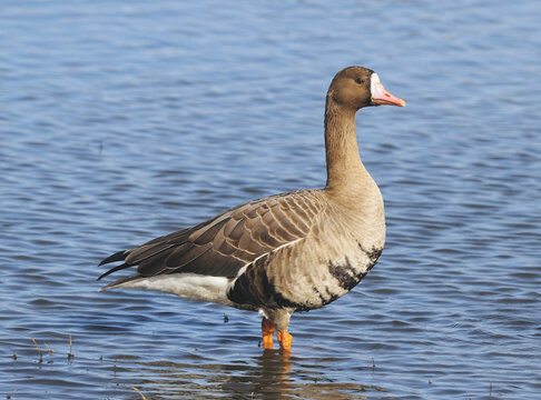 Greater White-fronted Goose - Anser albifrons, seen here standing in water.