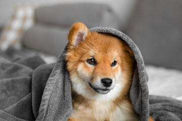 Portrait of a shiba inu puppy. Japanese shiba inu dog. The dog lies on the couch in a cute and cozy...
