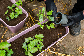 gardening. woman transplants flowers into new pots close-up on a warm spring day.