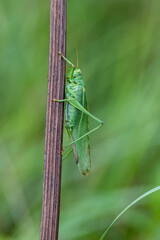 green grasshopper on a stalk