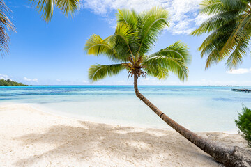 Obraz na płótnie Canvas Hanging palm tree on the beach