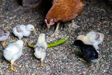 Beautiful brown hen feeding her little newborn chicks on the farmyard. Natural organic household concept