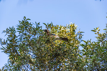 Eurasian Jay (Garrulus glandarius) perched in a tree