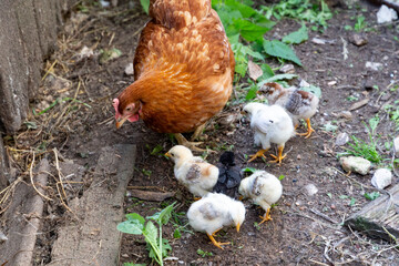 Beautiful brown hen with her little newborn chicks walking outside on the farmyard. Natural organic household concept