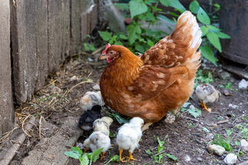 Beautiful brown hen with her little newborn chicks walking outside on the farmyard. Natural organic household concept