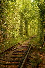 Tunnel of Love in Klevan, Ukraine. A nature-made tunnel of trees around  railroad in the summer. Romantic place for long walks and meditation. Amazing bright green shade of trees and bushes around.