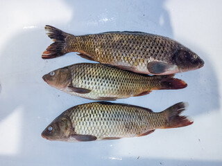 Two alive crucian carp a white plate with water