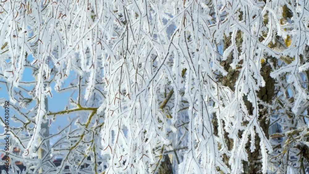 Aufkleber birch branches in winter with snowfall. 4k video background