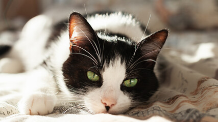 Beautiful calming black and white green eyes  cat lying on linen