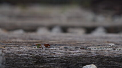 
Ants working on a tree trunk