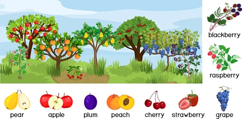 Raamstickers Landscape with different fruit trees and berry shrubs with ripe fruits isolated on white background. Harvest time © Kazakova Maryia