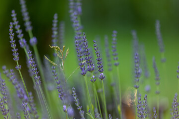 laweda on a background of green grass