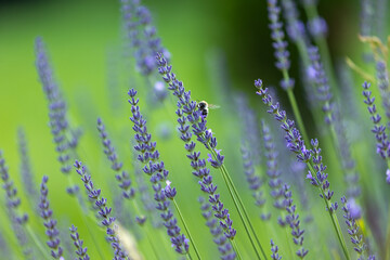 laweda on a background of green grass