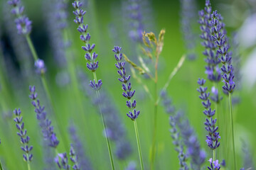 laweda on a background of green grass