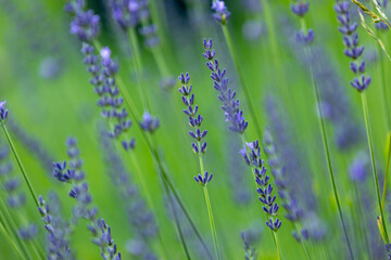 laweda on a background of green grass