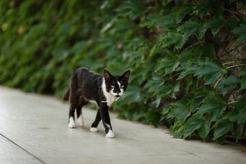 black cat walks along garden vines