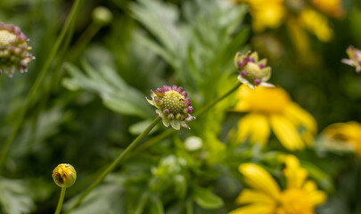 Yellow flower, close up, green background, cute blossom.