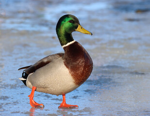 mallard