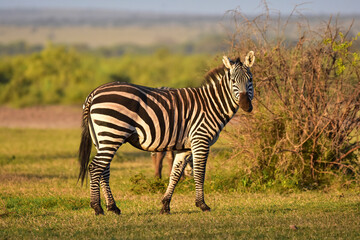 Safari in the African savannah. Zebra in the National Park of Kenya.