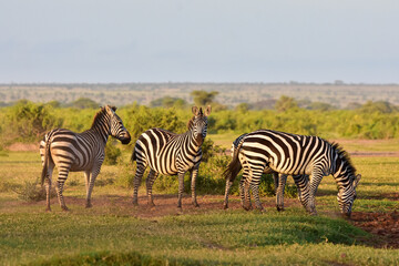 Safari in the African savannah. Zebras in the National Park of Kenya.