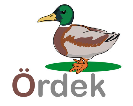 Turkish alphabet with a picture of a duck. Translation from Turkish: duck. Vector hand drawn illustration