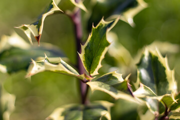 Macro photography, green leaves with background, ilex plant.
