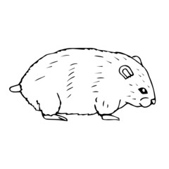 Vector hand drawn doodle sketch hamster isolated on white background