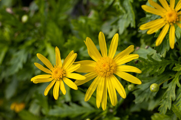 Yellow flower, close up, green background, cute blossom.