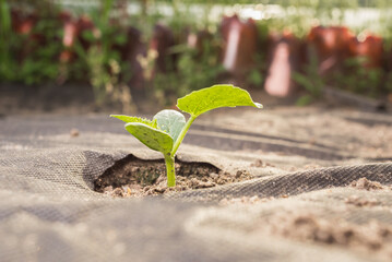 Plant grows out of the ground. Аgriculture in the garden.
