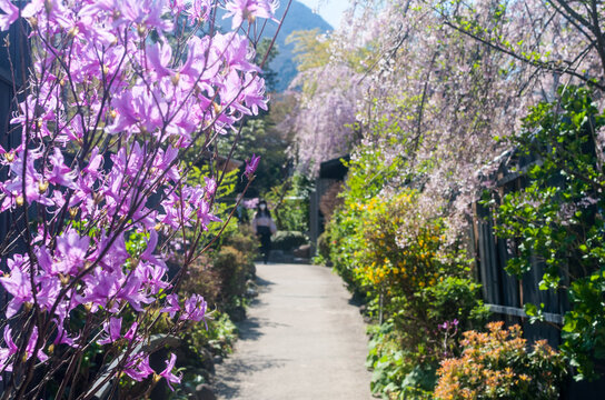 Beautiful Japanese Garden with spring flowers, a girl walking in park, Hakone, Japan, April 2018.