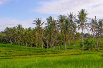 Fototapeta premium Rice field landscape with views of coconut trees and clear sky