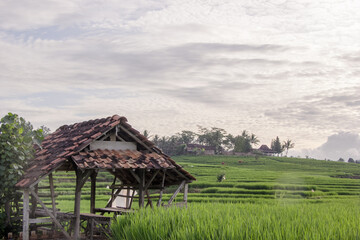 Fototapeta na wymiar simple wooden hut in green rice field with night sky.