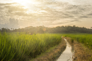 Fototapeta na wymiar Green Rice Fields with flowing irrigation streams with good optical lighting