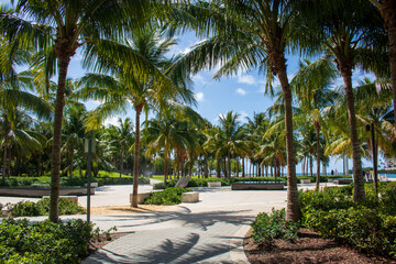 Palm trees park on the beaches of bayfront Miami. In summer day with blue sky