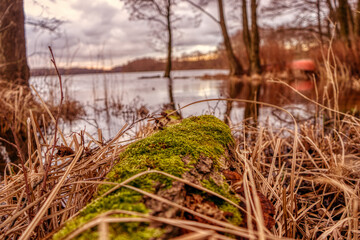 Moss auf Baum am See