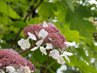 Hydrangea aspera 'Goldrush' | Hortensia arbustif ou bonnets de grand mère à inflorescences...