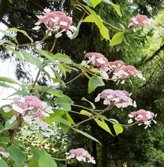 Foto auf Acrylglas Hydrangea aspera 'Goldrush'   Hortensia arbustif ou bonnets de grand mère à inflorescences bombées couleur lavande serties de fleurons blanc au bout de rameaux pourprés couvert de poils © Marc